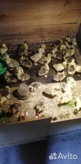 Гусята и утята