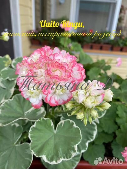 Пеларгонии сортовые