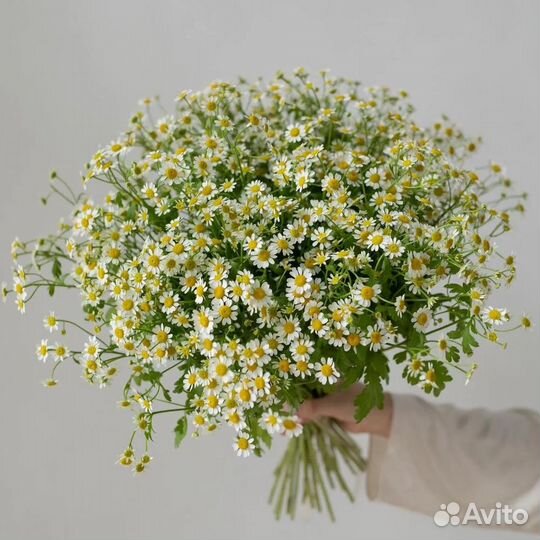 Букет из ромашек 11 21 31 41 51