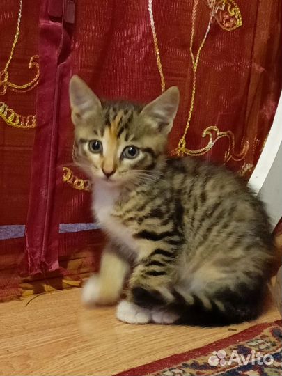 Маленький комочек счастья