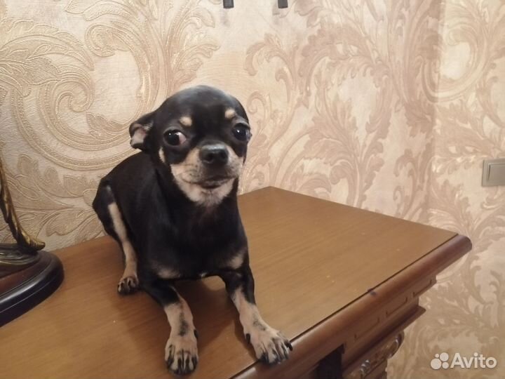 Чихуахуа мини мальчик