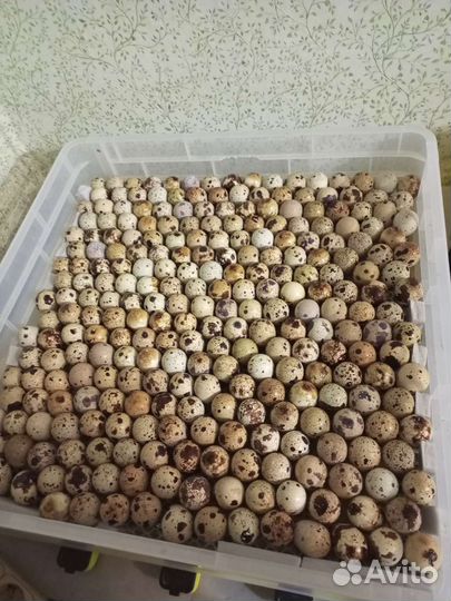 Яйца перепелиные инкубационное