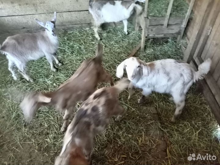 Нубийские козлята