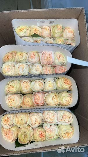 Цветы оптом