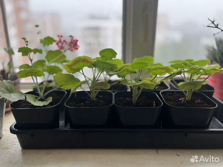 Пеларгония герань сортовые