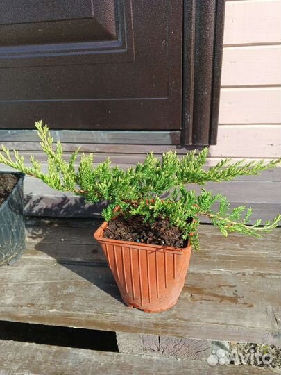 Можжевельники