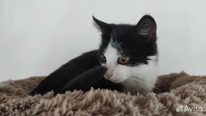 Миниатюрная кошечка