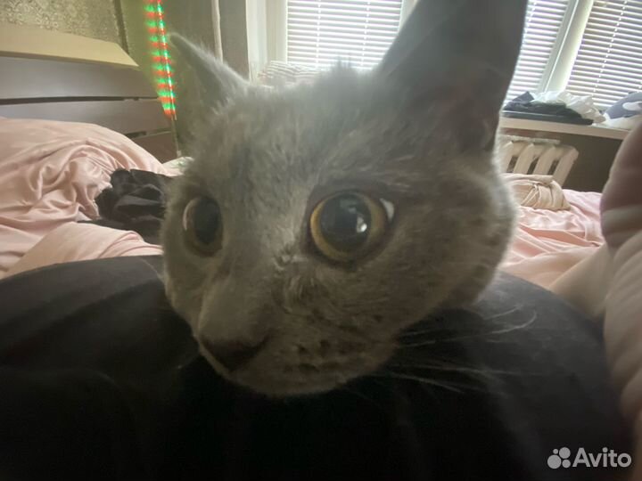 Британская