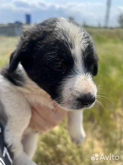 Собака в добрые руки отдам бесплатно