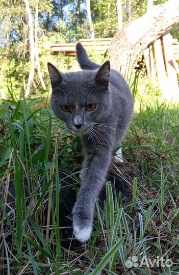 Кошка бесплатно в добрые руки