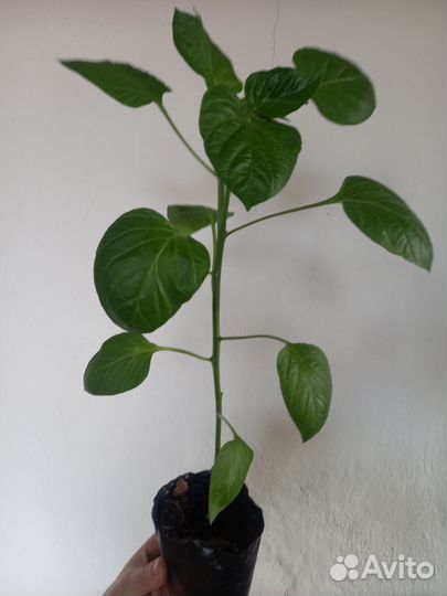 Рассада сладкого перца