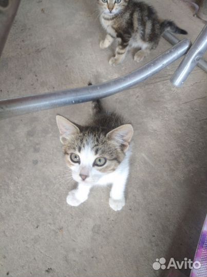 Котята в добрые руки бесплатно