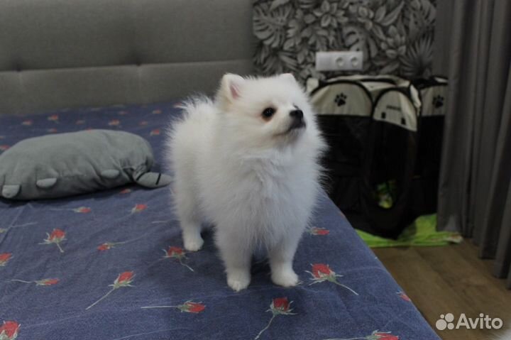 Щенки шпица