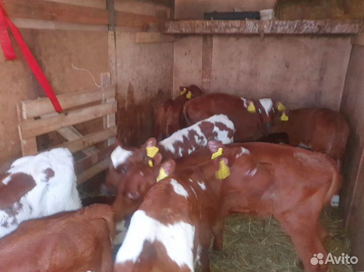 Телята бычки тёлки бесплатно доставка