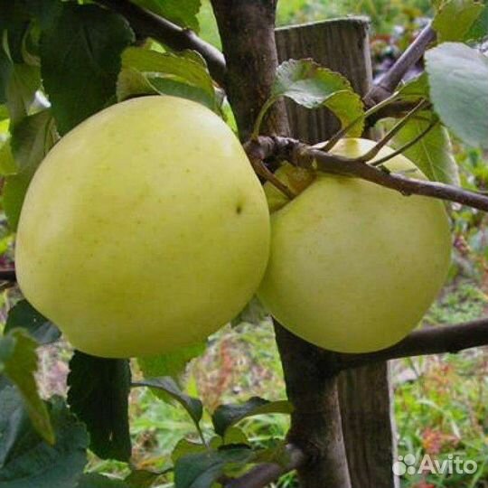 Саженцы яблони Народное