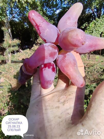 Черенки винограда