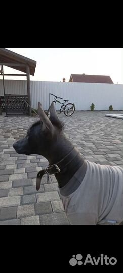 Вязка Ксолоитцкуинтли стандарт