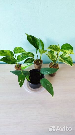 Эпипремнумы, Сциндаптусы, Сингониумы