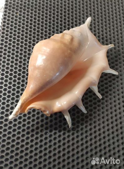 Большая ракушка Ропана