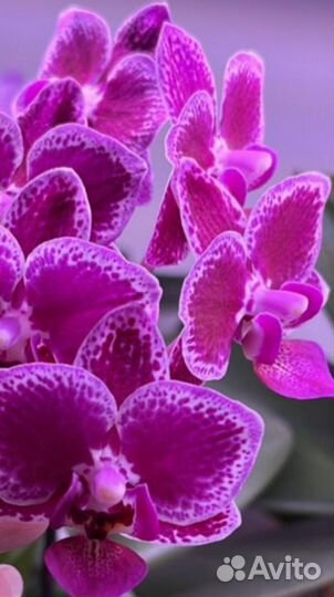 Орхидея фаленопсис
