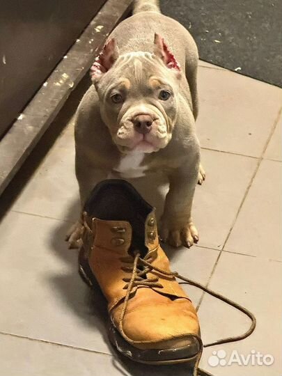 Американский булли стандарт