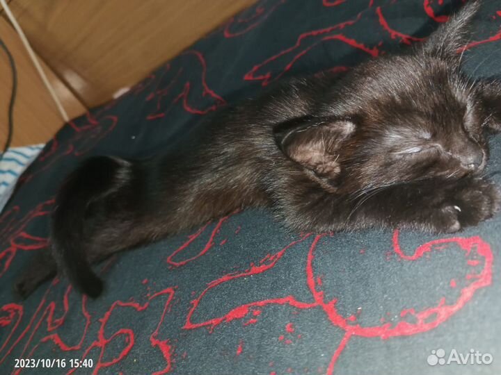 Кошка в дар бесплатно