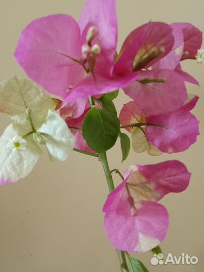 Бугенвиллия Snowcap Multi