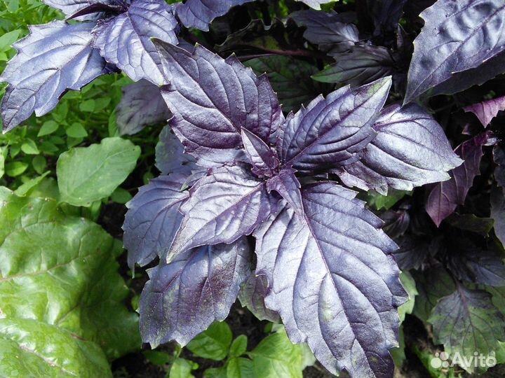 Семена Базилика 