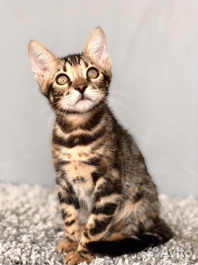 Бенгальский крупный мальчик