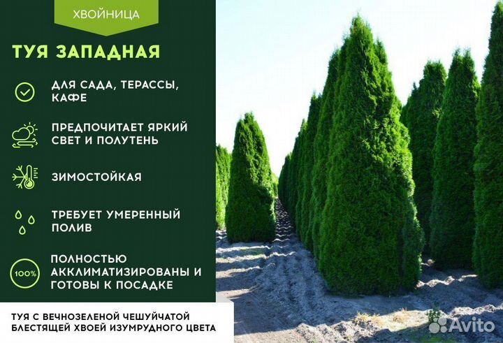 Смарагд,Колумна,Брабант в ассортименте