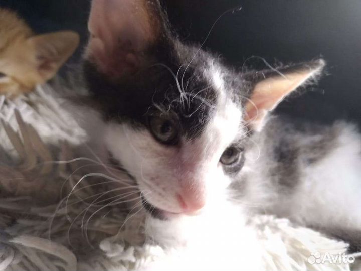 Отдам котиков в добрые руки