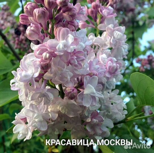 Сирень и крыжовник