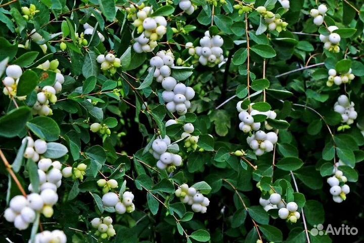 Саженцы декоративных культур