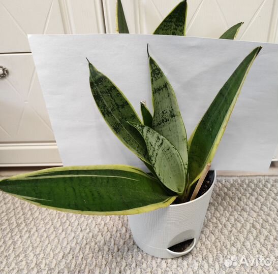 Сансевиерии Часть 3