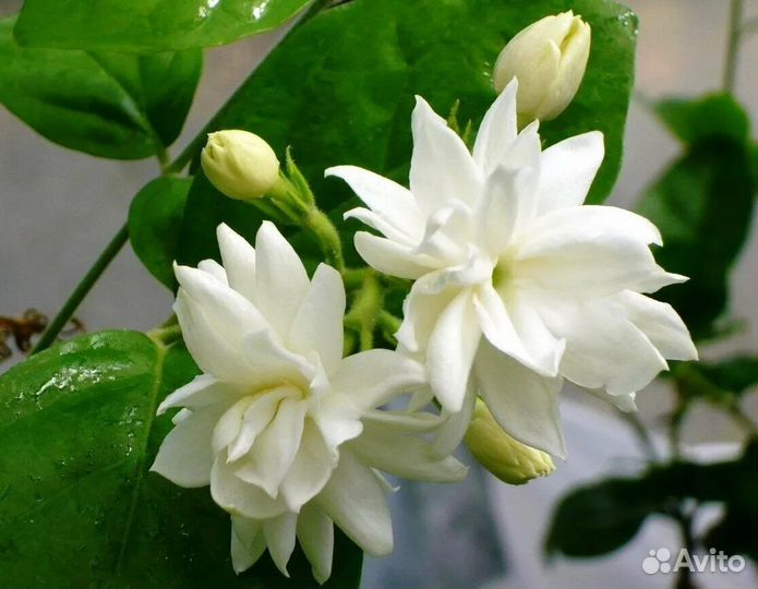 Комнатный жасмин Самбак