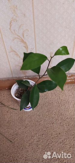 Фикус микрокарпа