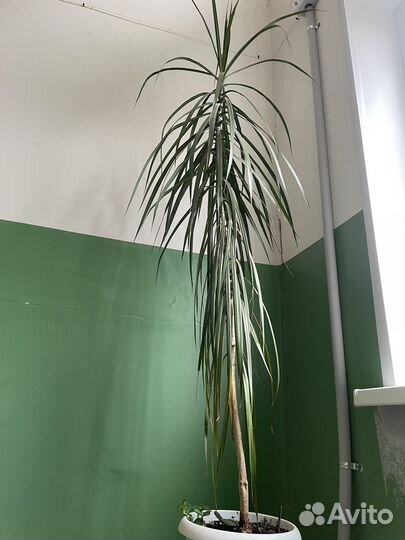 Офисные растение,комнатное драцена