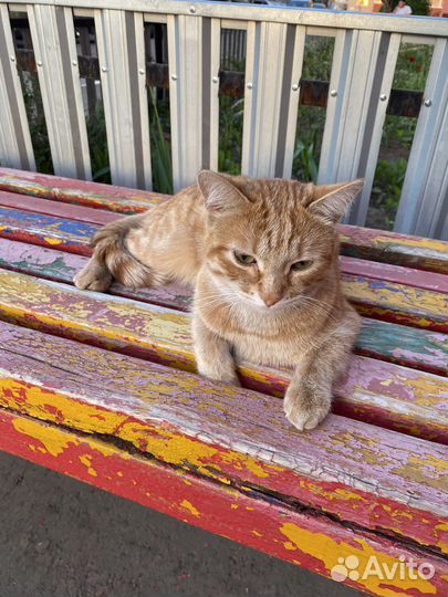 Рыжая девочка