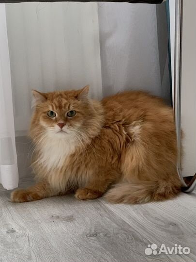 Отдам кота в добрые руки