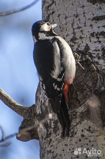 Объектив nikon nikkor ED 300 f/4.5