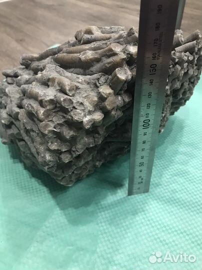 Окаменелый коралл с пиритом