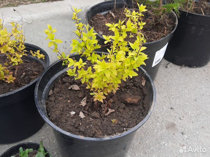 Сперея желтая