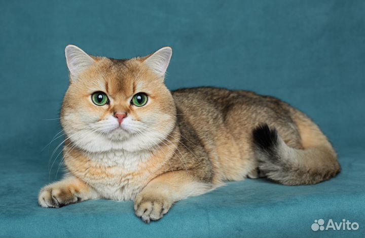 Кот на вязку