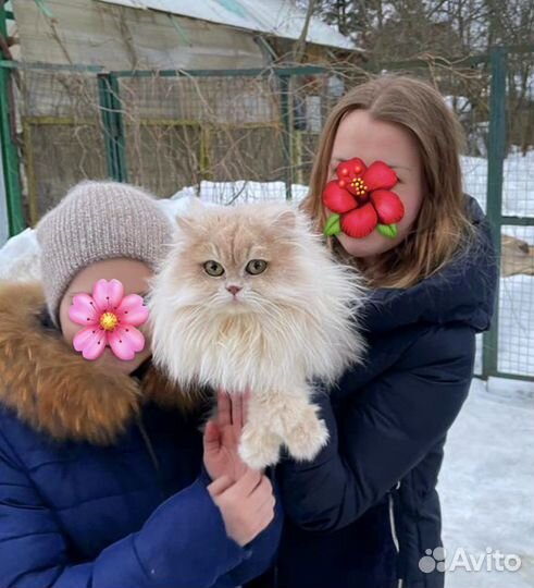 В добрые руки молодой кот