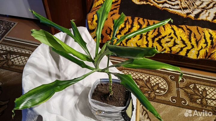 Драцена широколистная