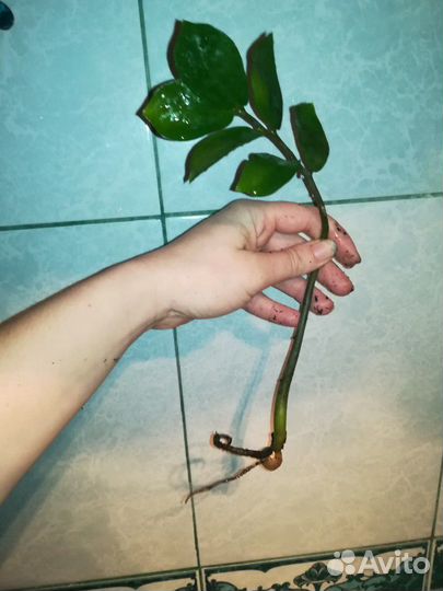 Замиокулькас