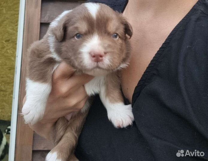 Австралийская овчарка Аусси щенки