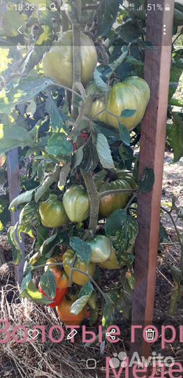 Семена помидор