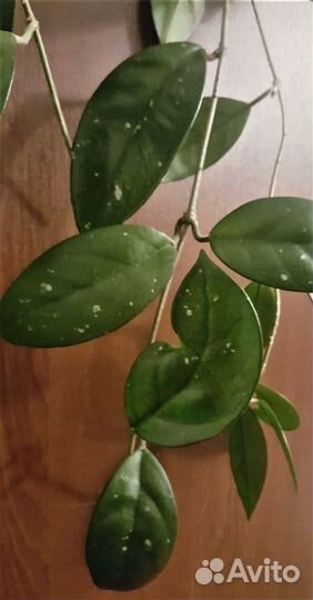 Хойя Карноза