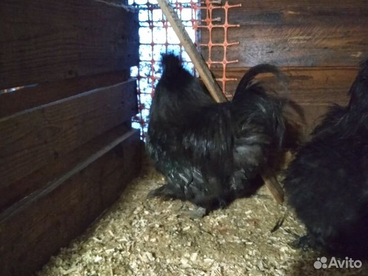 Инкубационные яйца,Цыплята сибрайт лимонный и др